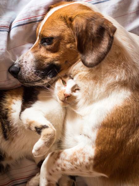 dog and cat dog and cat