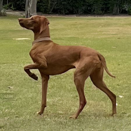 Vizsla