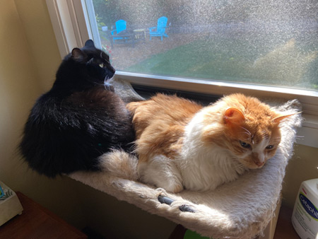 2 cats in a window.